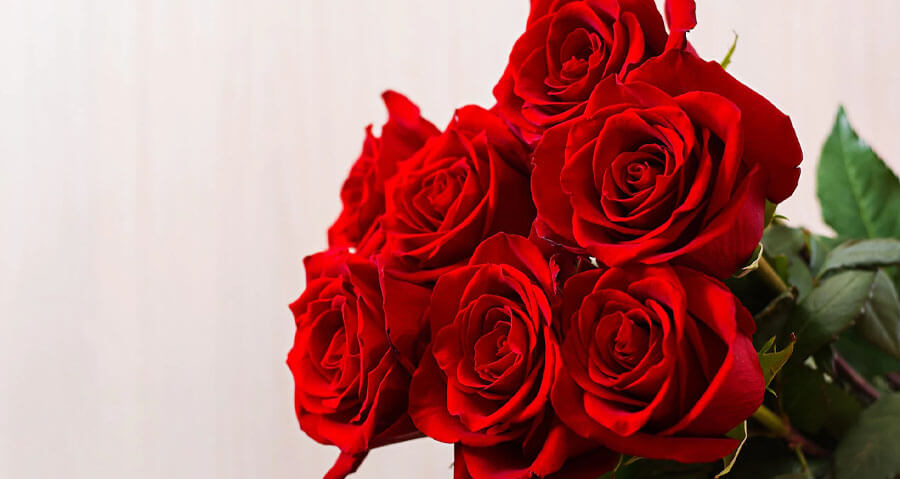 The Popularity Behind Gifting Red Roses - Where Did it Begin- The Origins of the Red Rose in Ancient Mythology provopestcontrolpros.com