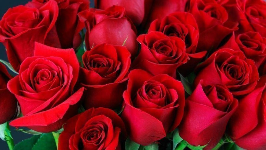 The Popularity Behind Gifting Red Roses - Where Did it Begin- The Red Rose in Modern Times provopestcontrolpros.com