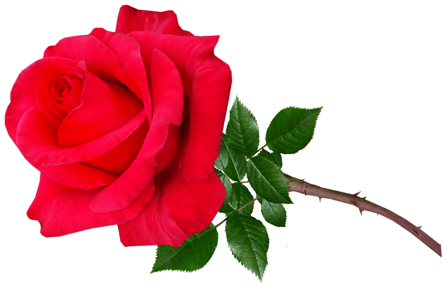 The Popularity Behind Gifting Red Roses - Where Did it Begin- The Red Rose in Religious Symbolism provopestcontrolpros.com